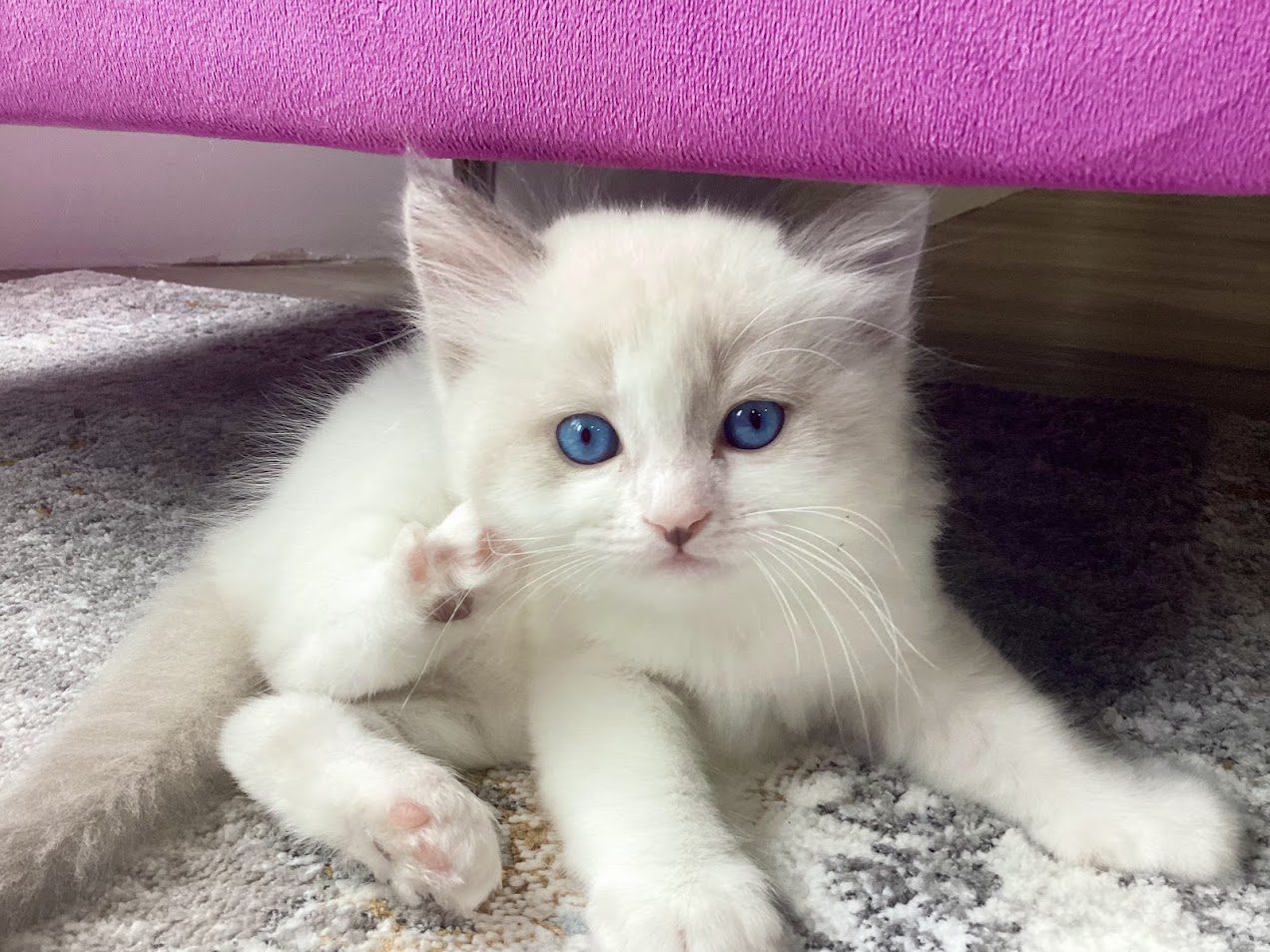 Shifu — Blue Bicolor Ragdoll at 5 weeks — AquaMarine Kittens Shifu — Blue Bicolor Ragdoll kitten at 5 weeks old — AquaMarine Kittens Virginia