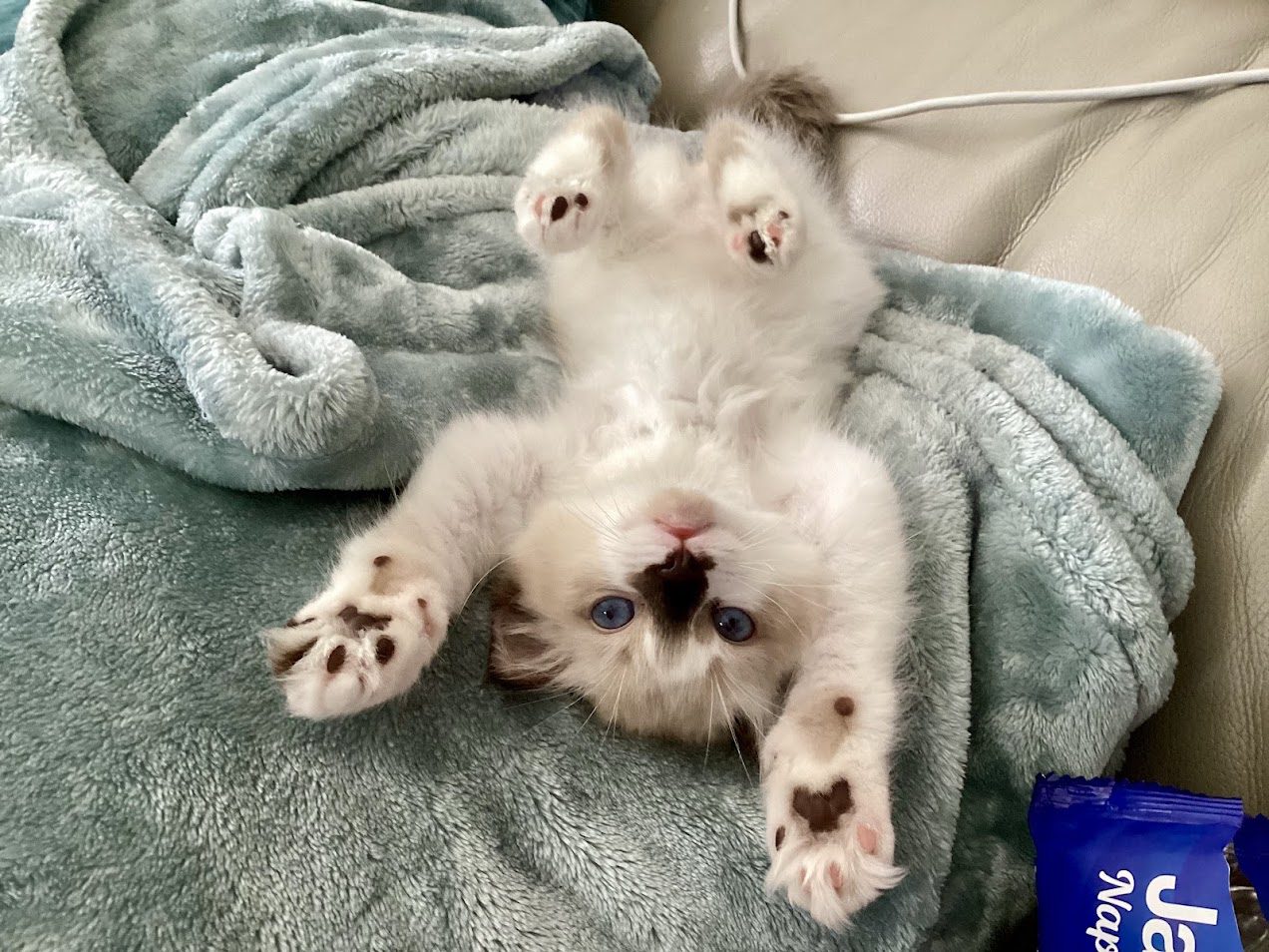 Viper — female Ragdoll kitten from AquaMarine Kittens Virginia