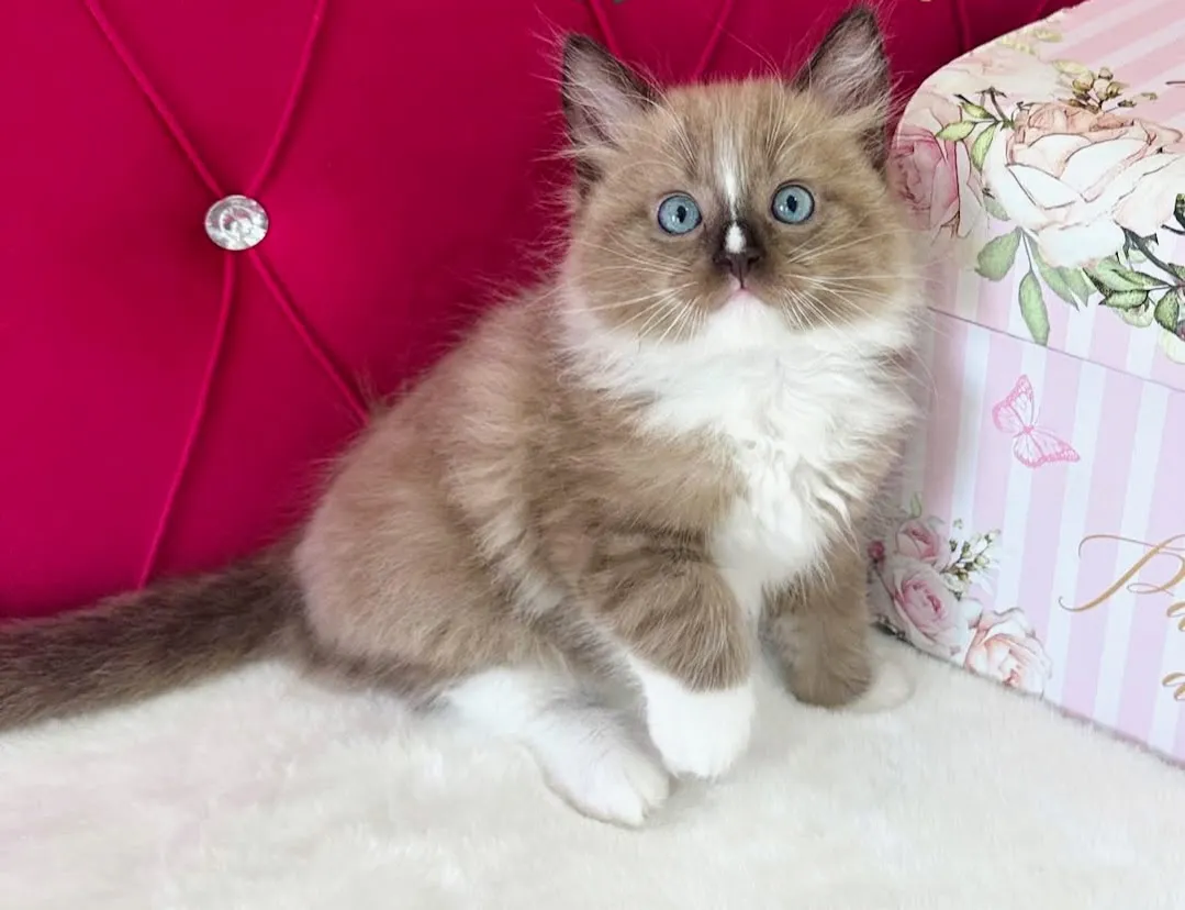 Mantis — Seal Mink Mitted Cherubim kitten at 8 weeks old — AquaMarine Kittens