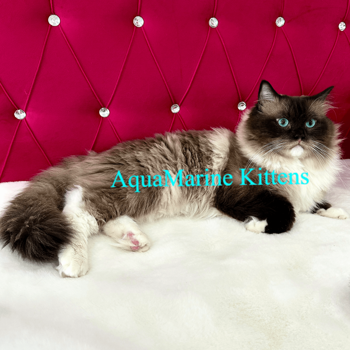 Teddy - Seal Mitted Ragdoll