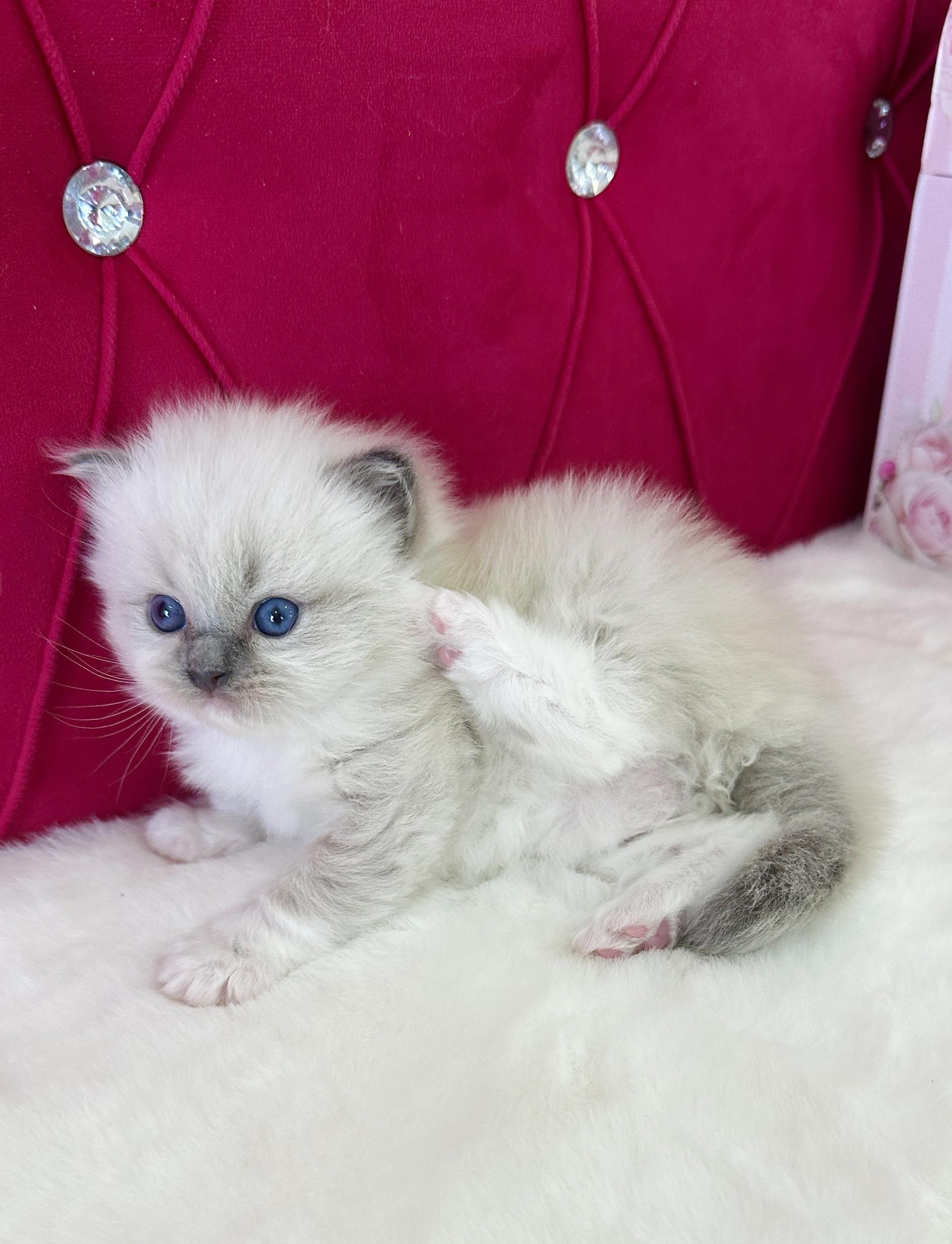 Twinkle — Blue Mitted Ragdoll at 2.5 weeks old — AquaMarine Kittens Blue Mitted Ragdoll kitten Twinkle at 2.5 weeks old — AquaMarine Kittens Virginia