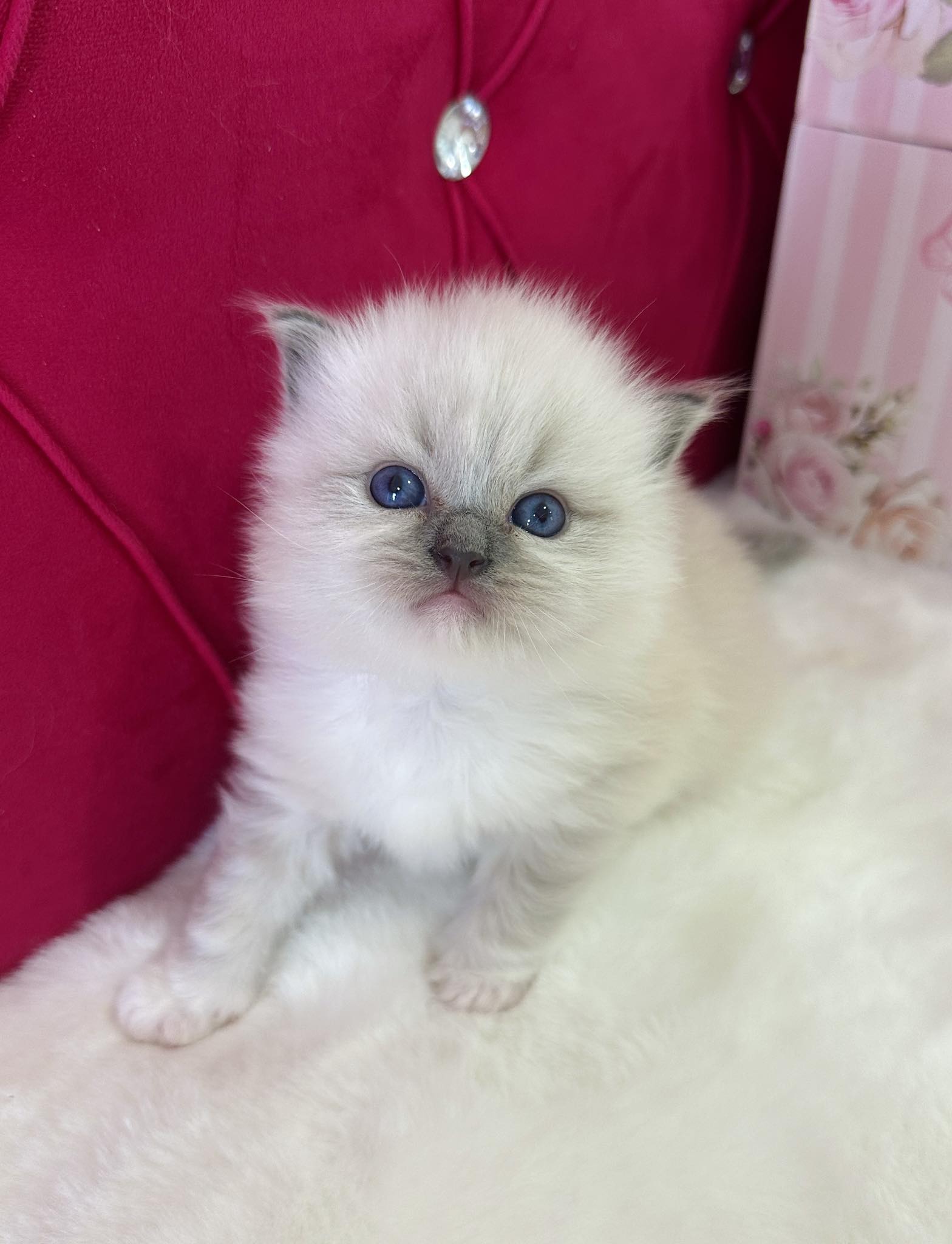 Twinkle - Blue Mitted Ragdoll photo 4