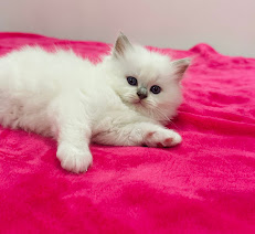 How Much Do Ragdolls Cost? how much do ragdolls cost?