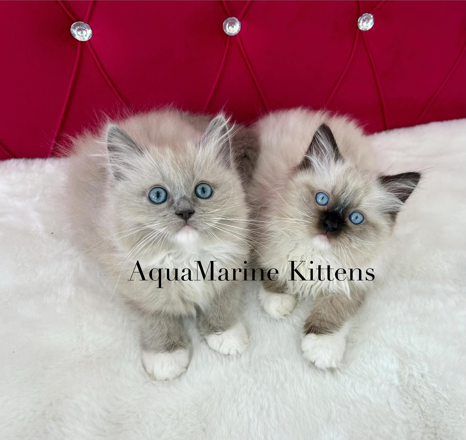 Blue Mink Cherubim and Seal Mitted Ragdoll — eye color difference