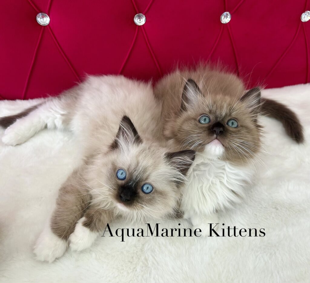 seal mitted ragdoll vs seal mitted mink cherubim