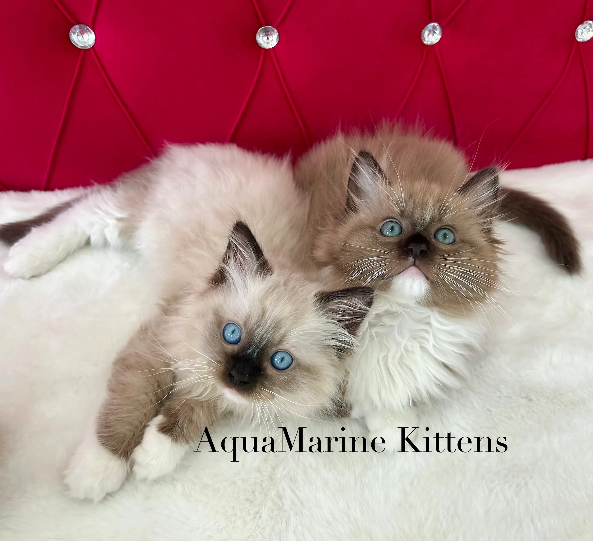Seal Mitted Ragdoll vs Seal Mitted Mink Cherubim comparison — AquaMarine Kittens