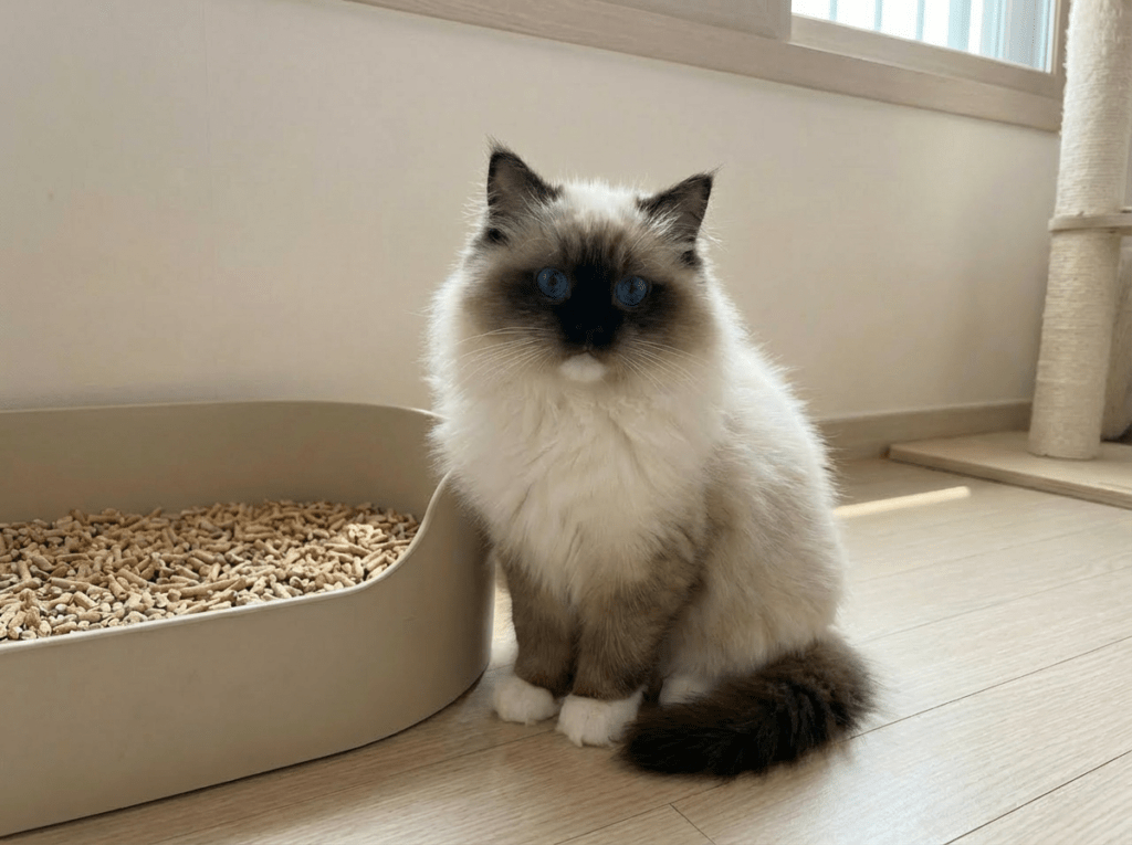 Fluffy seal mitted Ragdoll kitten sitting in a clean litter area — AquaMarine Kittens Virginia