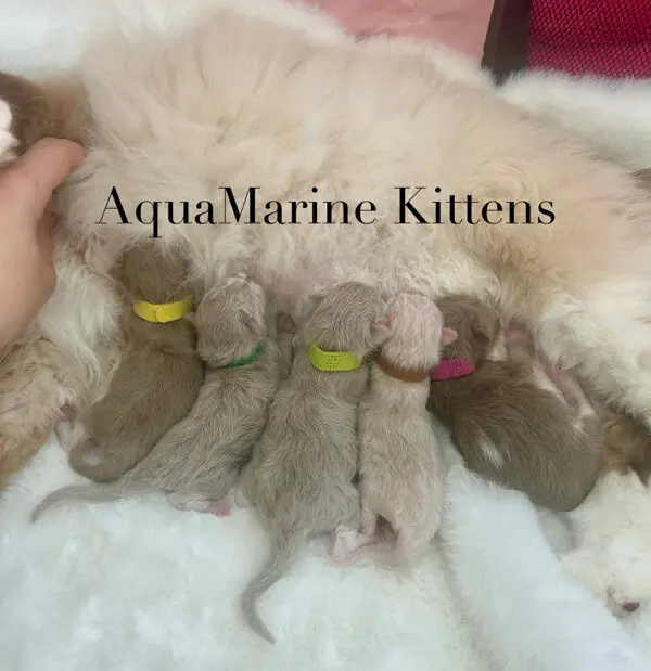 Newborn Cherubim kittens — Mocha's second litter — AquaMarine Kittens
