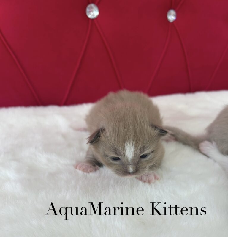 Available Kittens Jerry