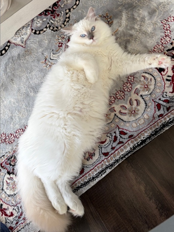 Pringles - Blue Mitted Ragdoll 4