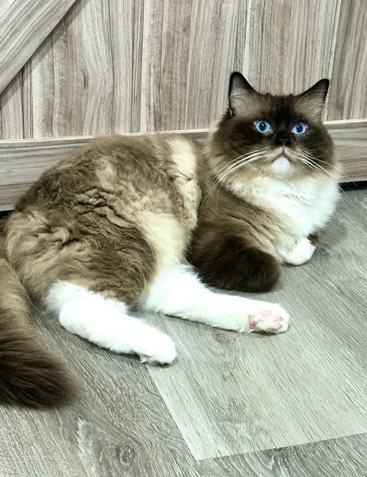 Seal mitted Ragdoll showing white mittens on all four paws and white chin — AquaMarine Kittens Virginia