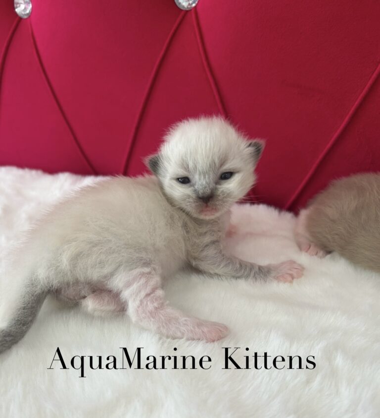 Available Kittens drooopy