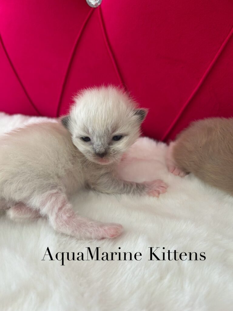 Available Kittens Ragdoll kittens for sale in virginia