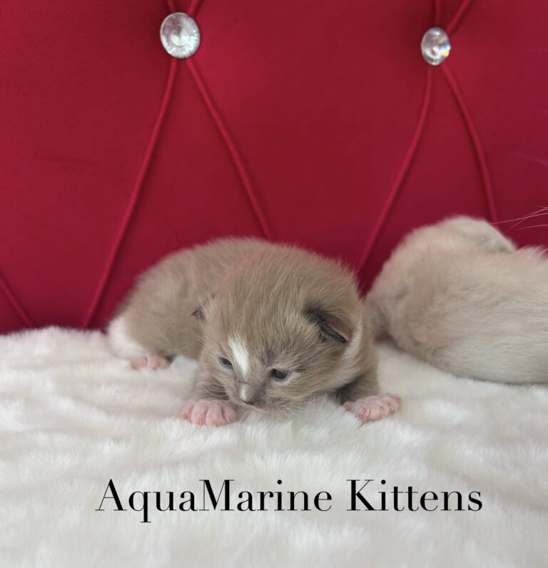 Available Kittens jerryy