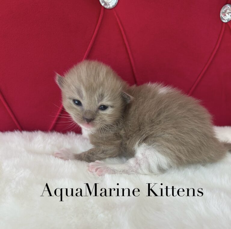 Available Kittens lilli