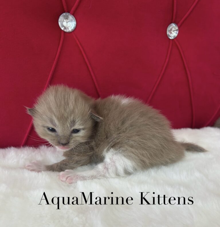 Available Kittens lily