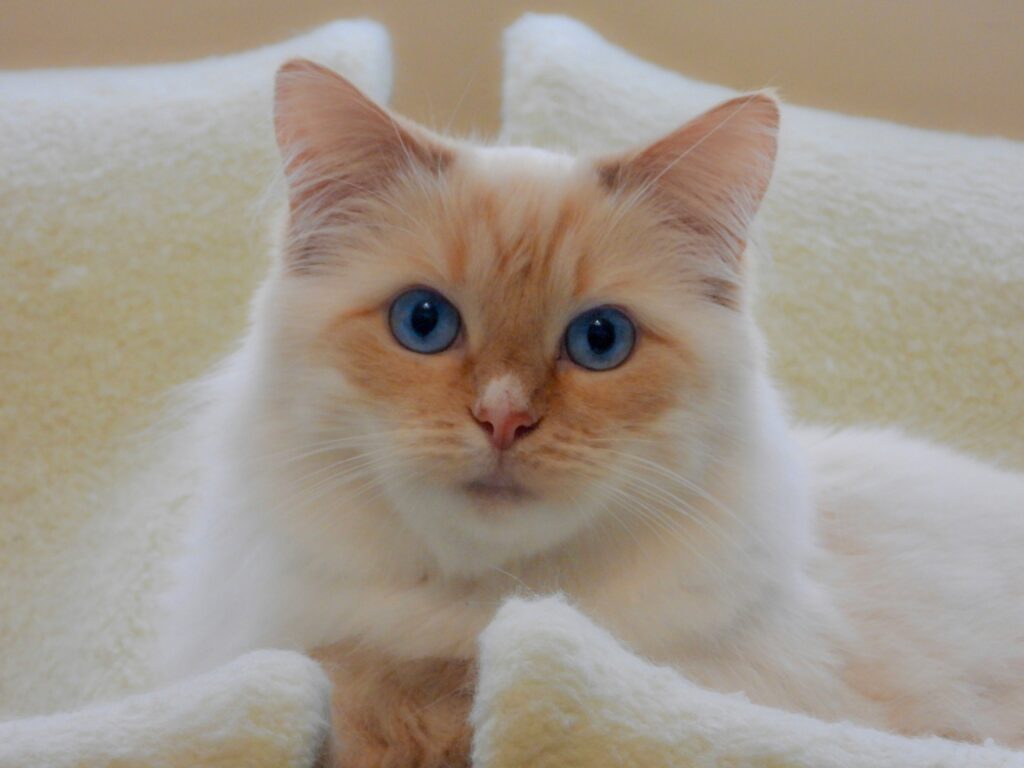 Red flame Ragdoll with bold orange-red pointed markings — reference photo, not produced at AquaMarine Kittens
