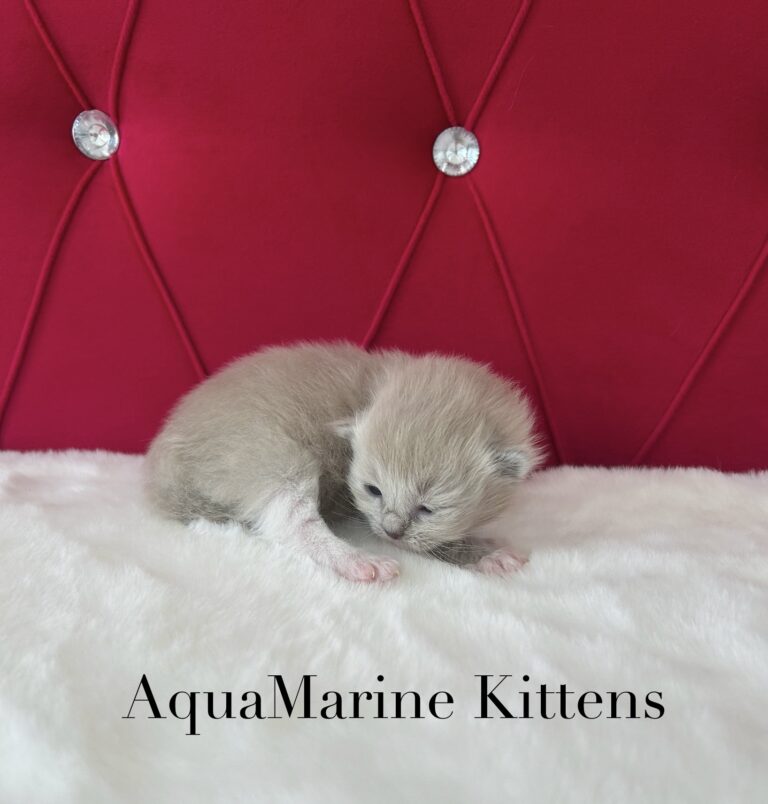 Available Kittens tomm