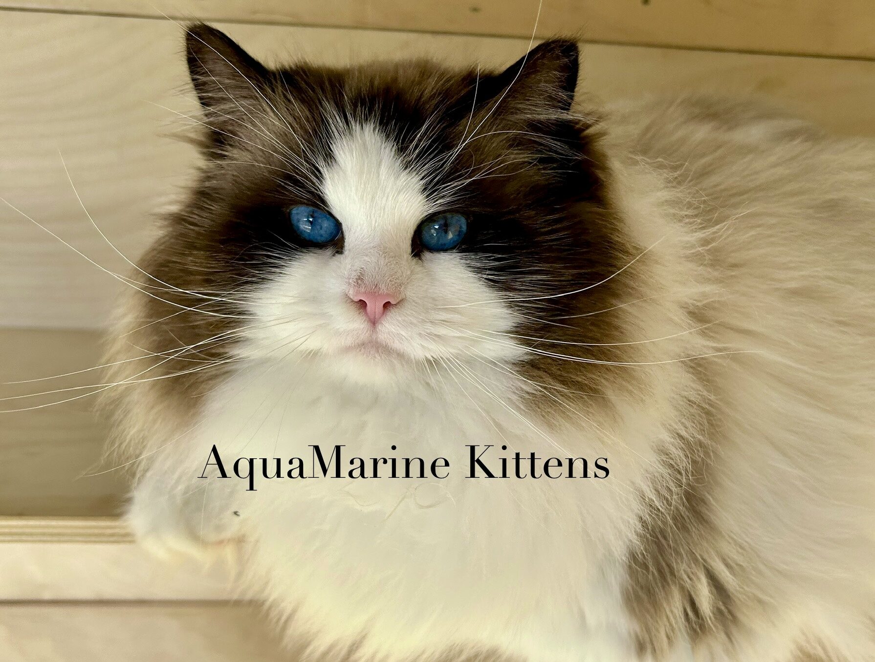 Aslan - Seal Bicolor Ragdoll