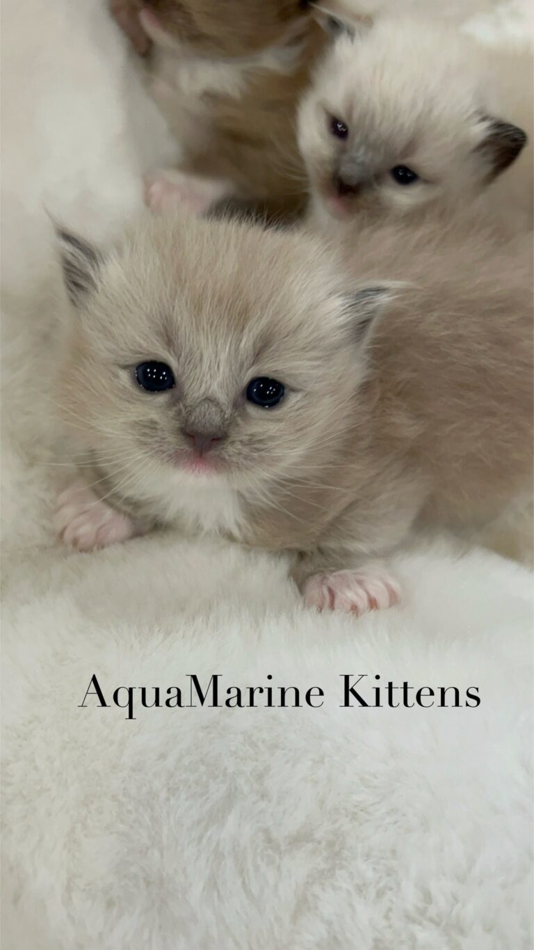 Available Kittens Tom Blue Mink Cherubim