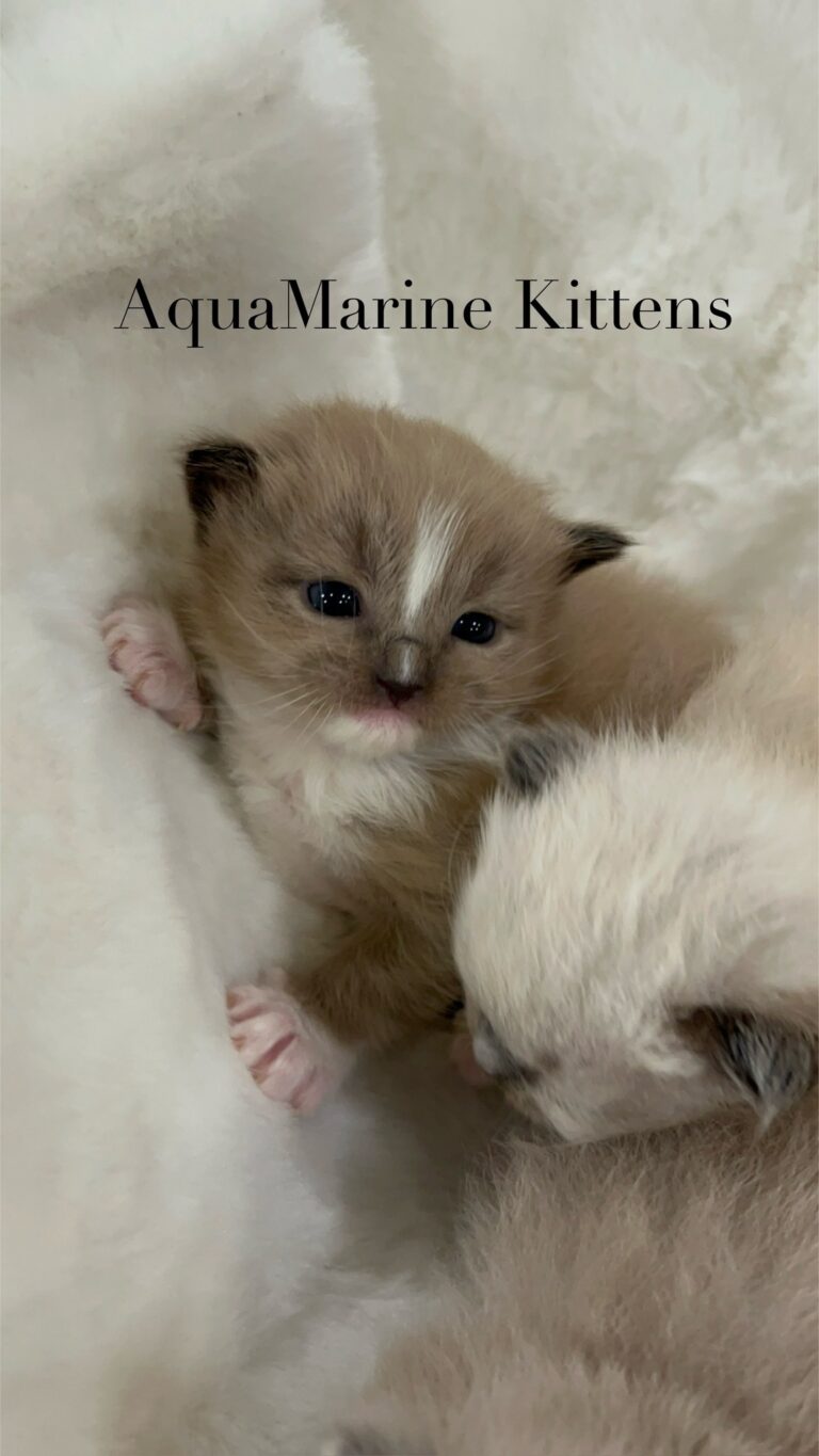Available Kittens Jerry Seal Mink Cherubim