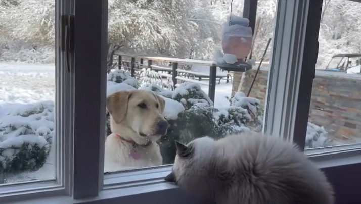 AquaMarine Kittens' own puppy with one of our Ragdoll cats — the cat is rolling showing complete comfort and trust