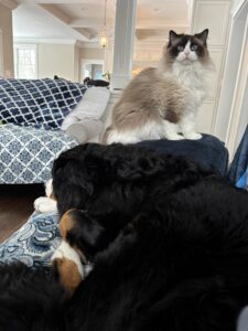 sEAL BICOLOR rAGDOLL