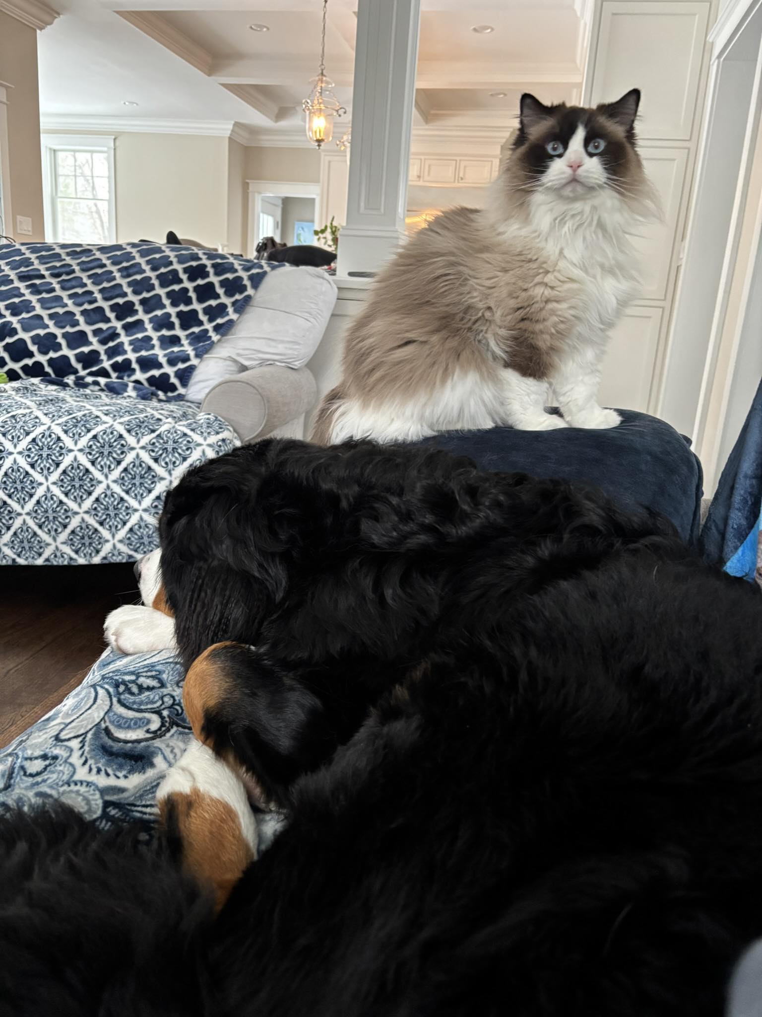 Ragdoll cat comfortable and settled at home — AquaMarine Kittens Virginia