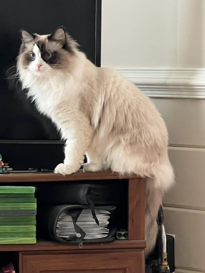 Lucy ragdoll kitten1