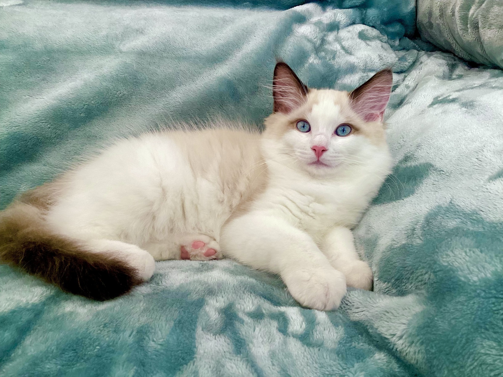 Po - Seal Bicolor Ragdoll photo 2