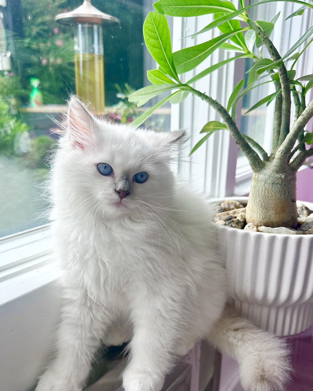Crinkle - Lilac Mitted Ragdoll photo 1 43