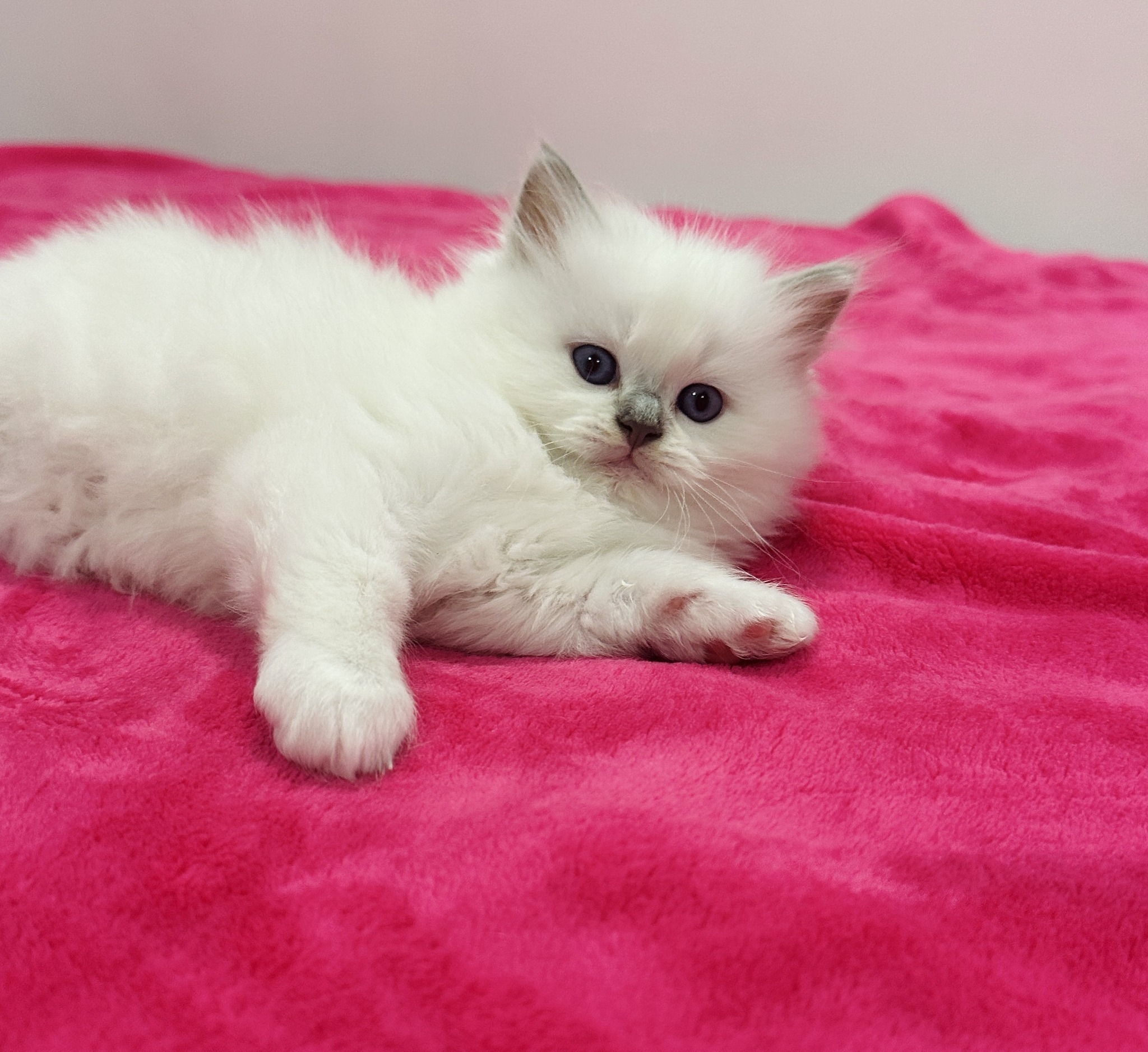 Crinkle - Lilac Mitted Ragdoll photo 14