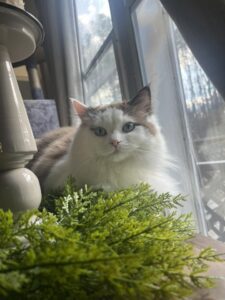 Jewel the most perfect Ragdoll!! Seal Bicolor Mink Cherubim