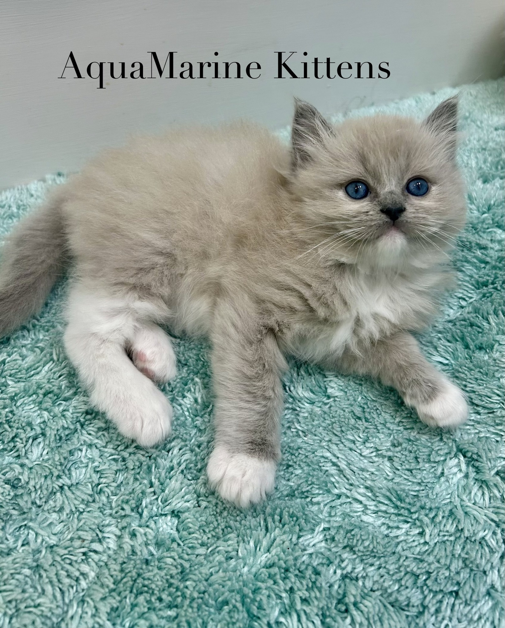 Tom - Blue Mink Mitted Cherubim photo 3