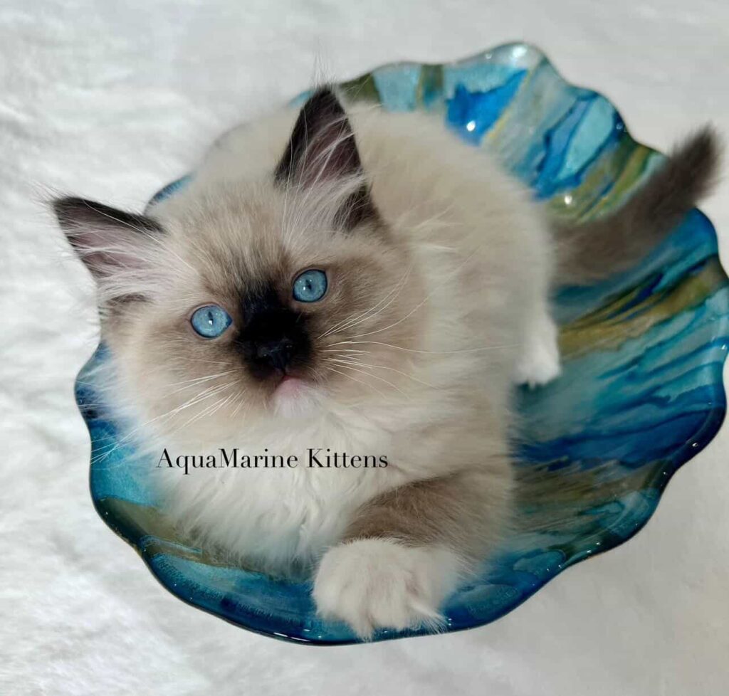 Seal Mitted Male Ragdoll Kitten in blue bowl