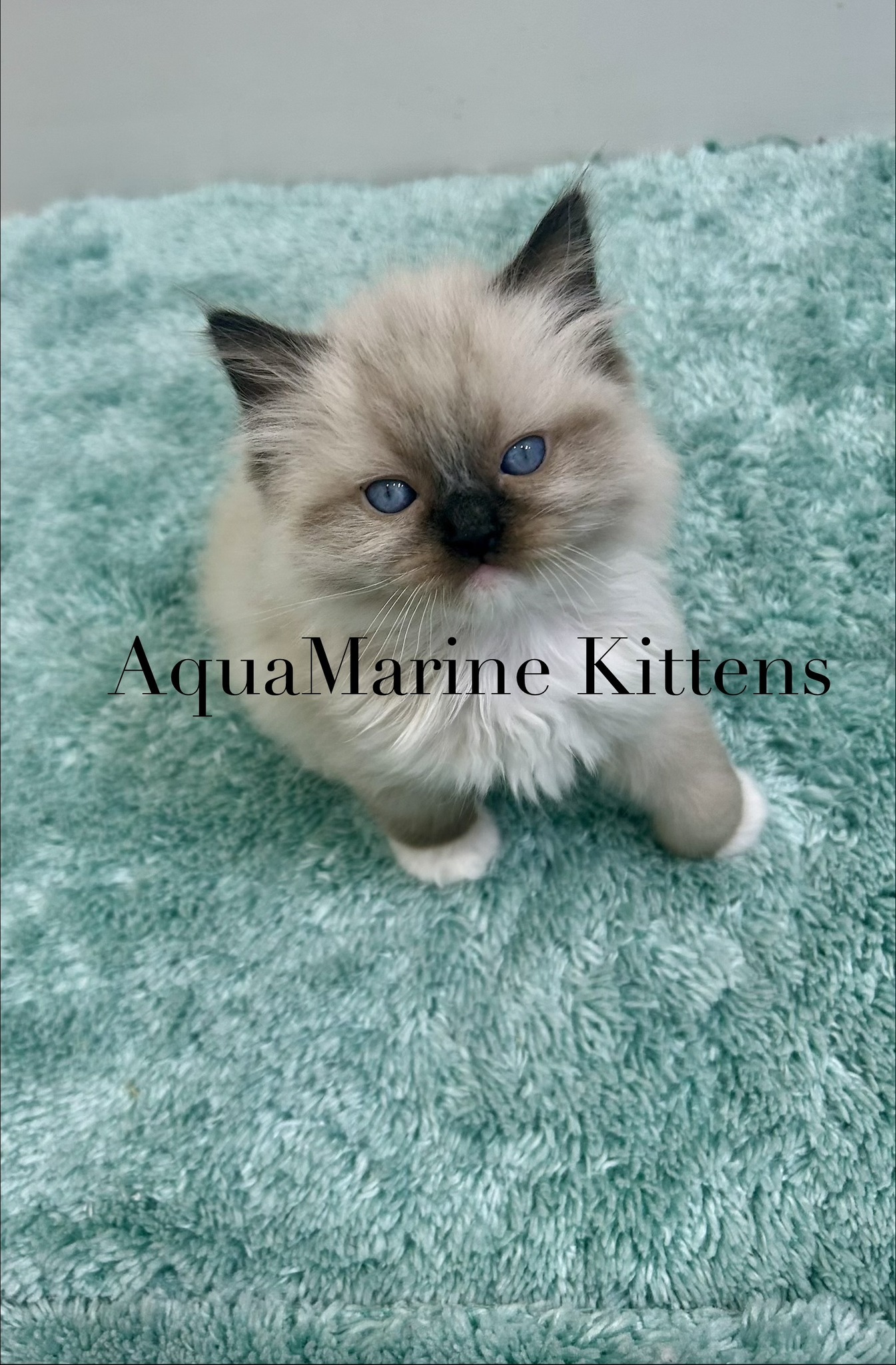 Bandit - Seal Mitted Ragdoll photo 4