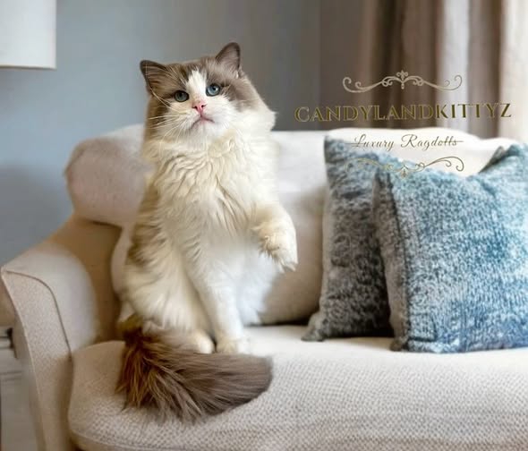 Mellow - Blue Bicolor Ragdoll