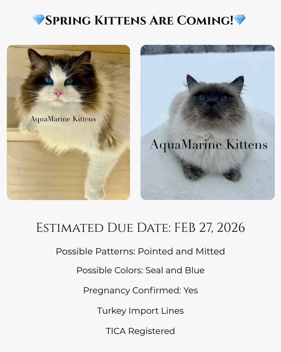 Ragdoll Litter Announcement