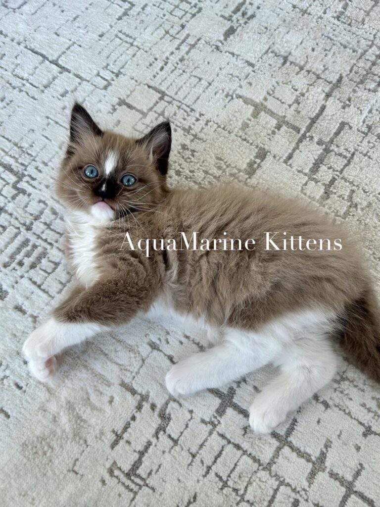 Available Kittens Seal Mitted Mink cherubim