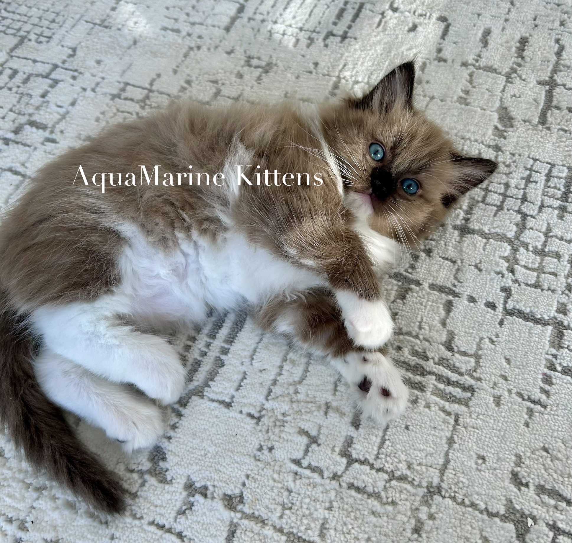 Cherubim kitten for sale