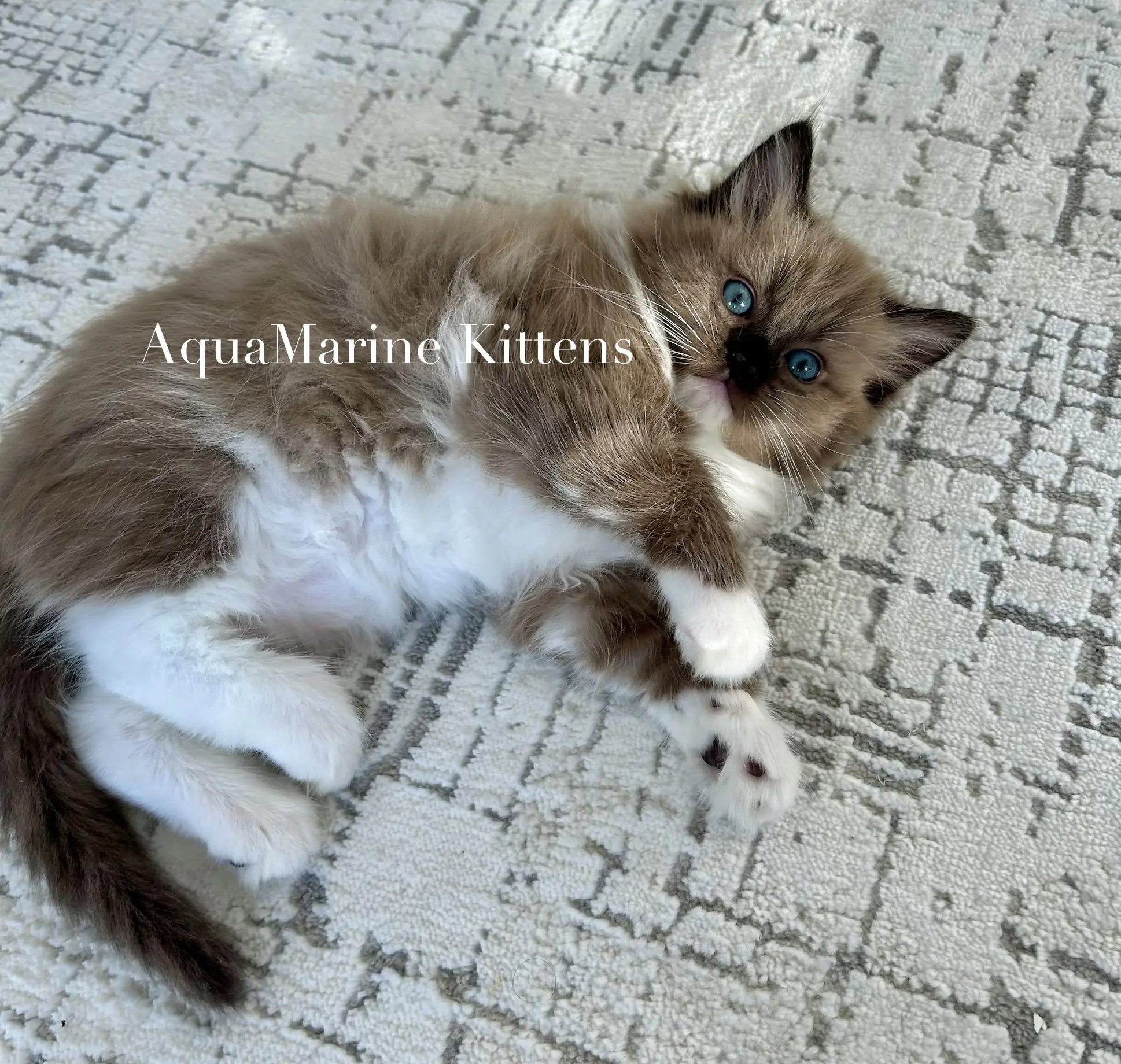 Lilli — first female Seal Mink Mitted Cherubim kitten at AquaMarine Kittens Virginia