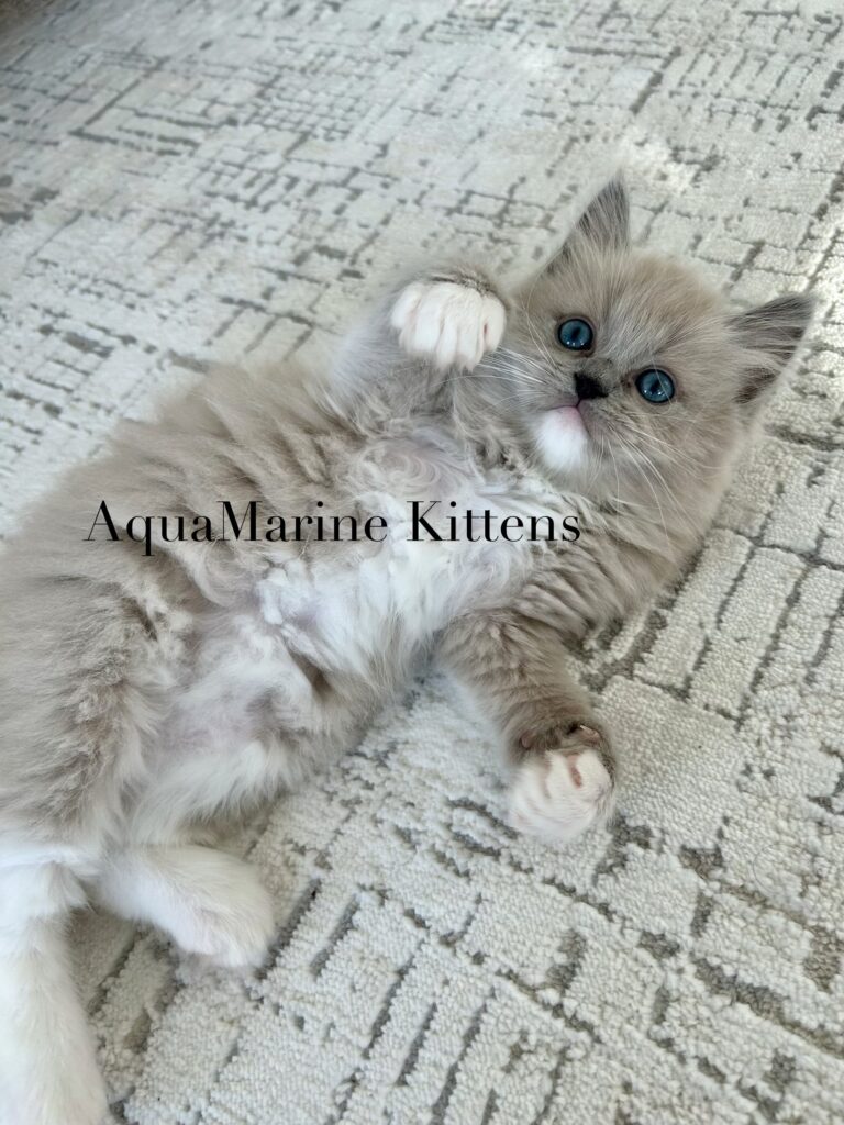 Available Kittens Blue Mitted Mink Cherubim