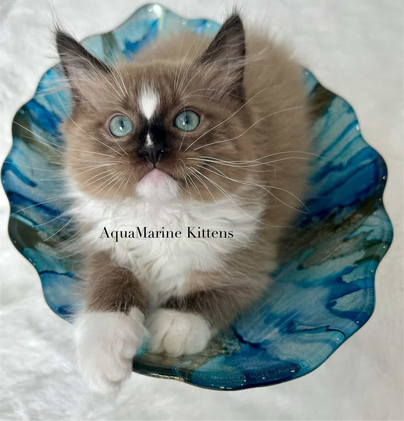 Jerry - Seal Mink Mitted Cherubim photo 2