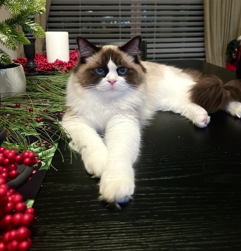 Seal bicolor Ragdoll with inverted V face marking and large white areas on chest belly and legs — AquaMarine Kittens Virginia