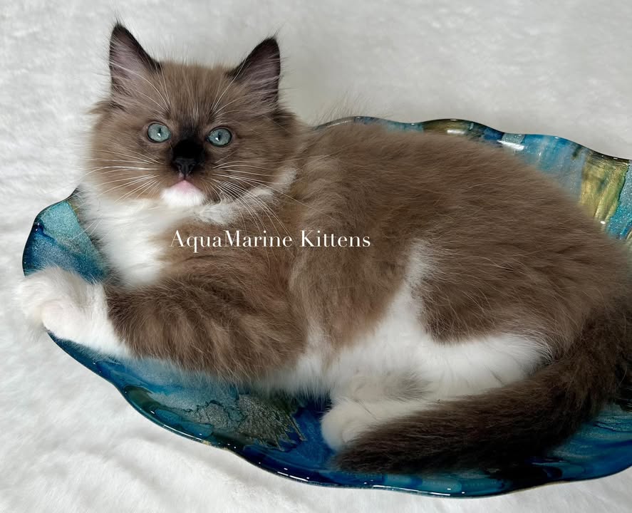 Seal Mink Mitted Female Cherubim Kitten for sale in Virginia