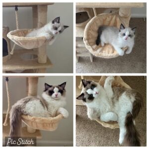 Seal Bicolor Ragdoll on cat tree