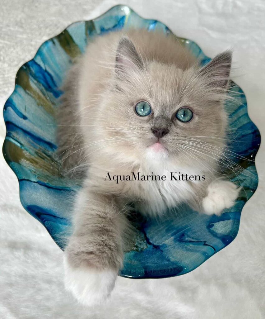 Blue Mink Mitted male Cherubim Kitten in bowl