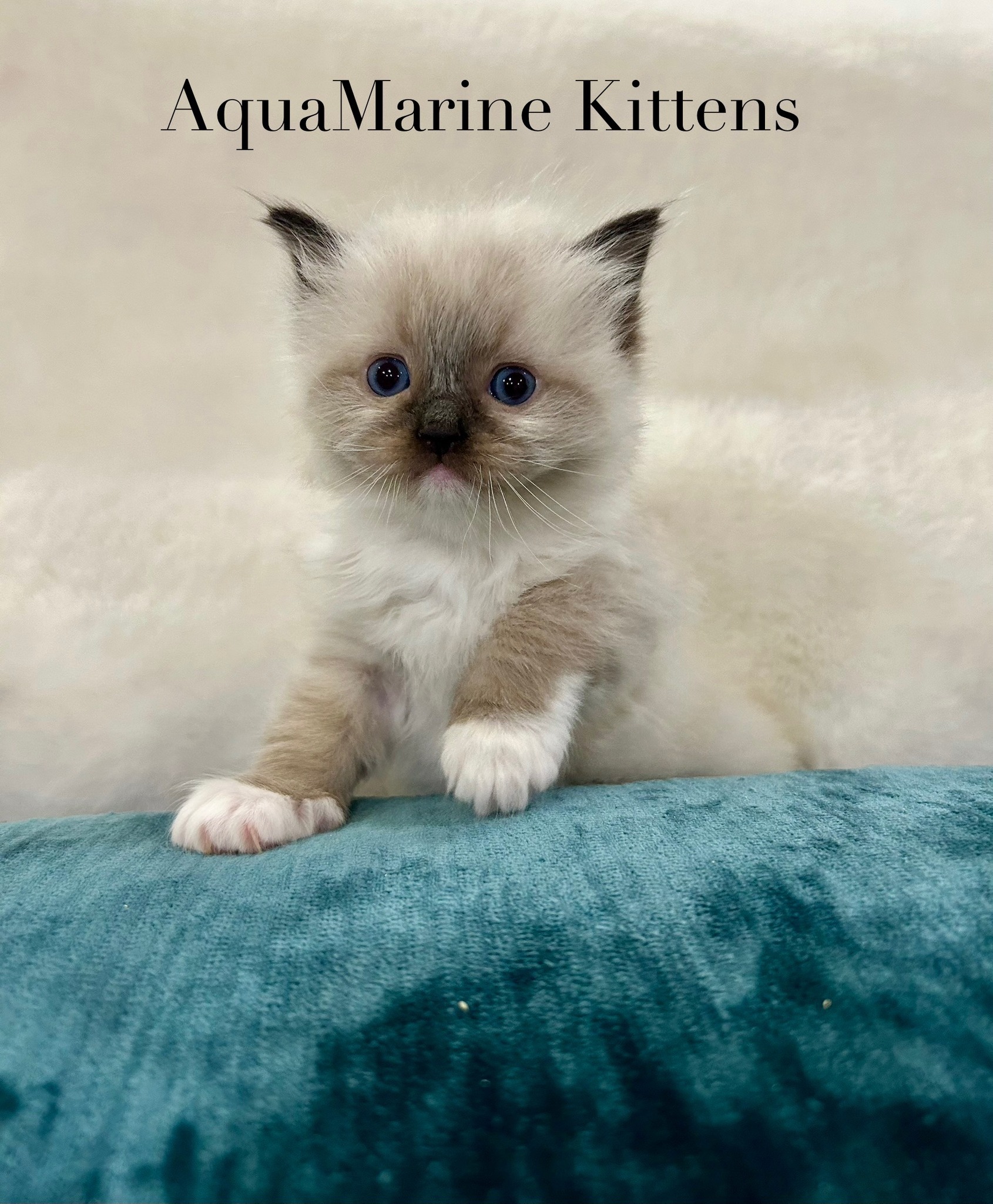 Bandit - Seal Mitted Ragdoll photo 5