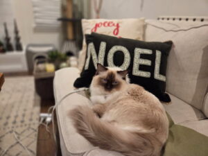 Chocolate Mitted Ragdoll