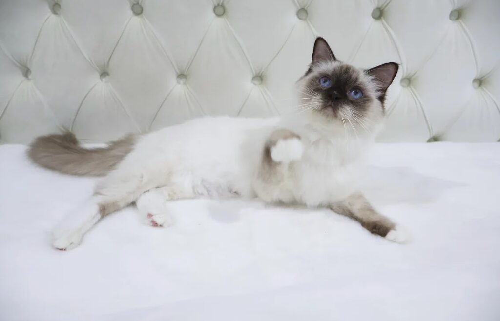 belle - chocolate mitted ragdoll